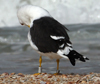 1cy fuscus in August, ringed in Finland. (81365 bytes)